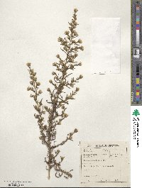 Dittrichia graveolens image