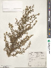 Dittrichia graveolens image