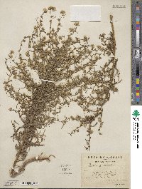 Dittrichia graveolens image