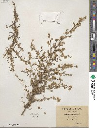 Dittrichia graveolens image