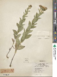 Pentanema salicinum subsp. salicinum image