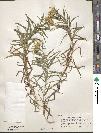 Pentanema ensifolium image