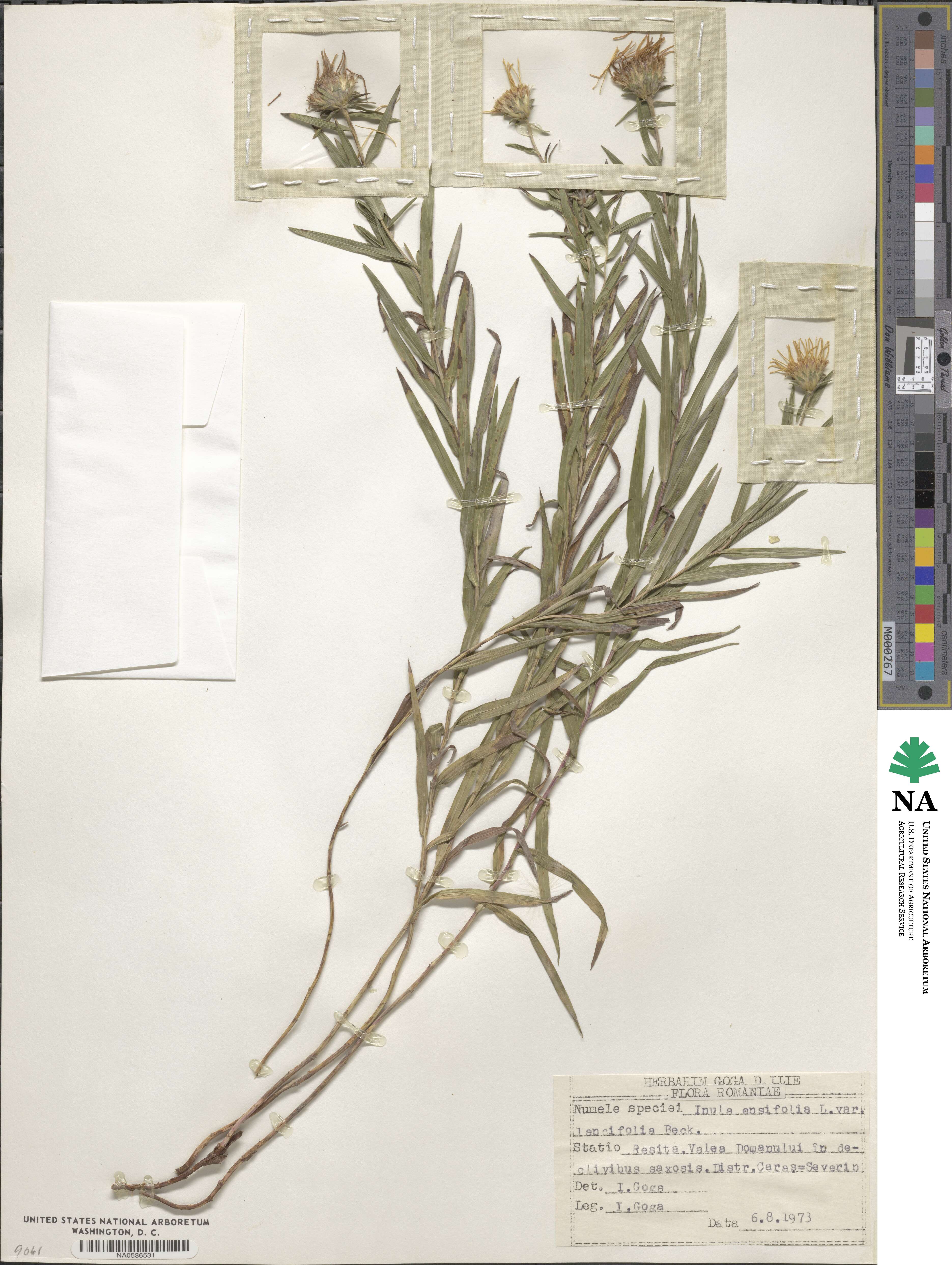 Pentanema ensifolium image