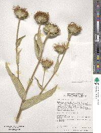 Inula helenium image