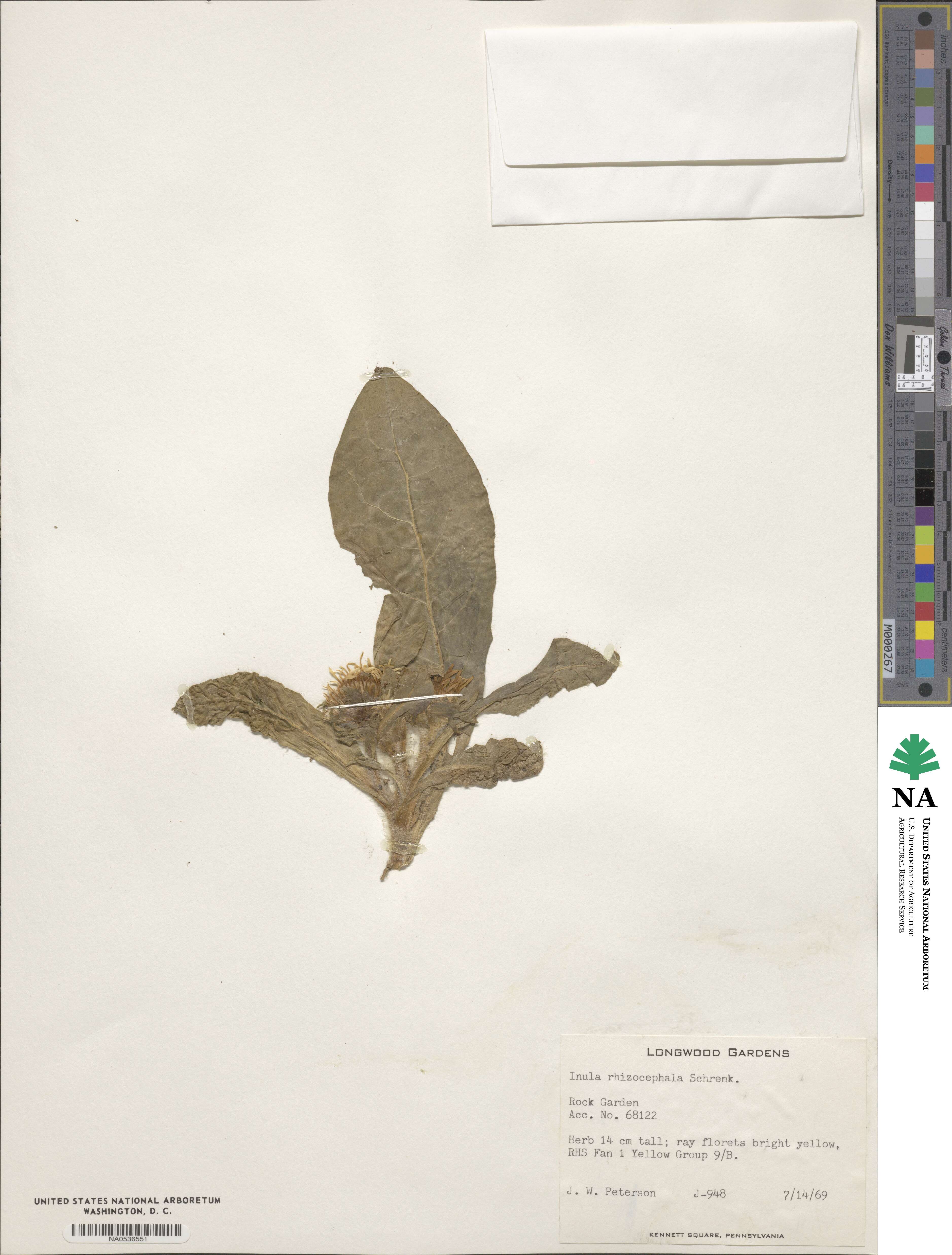 Inula rhizocephala image