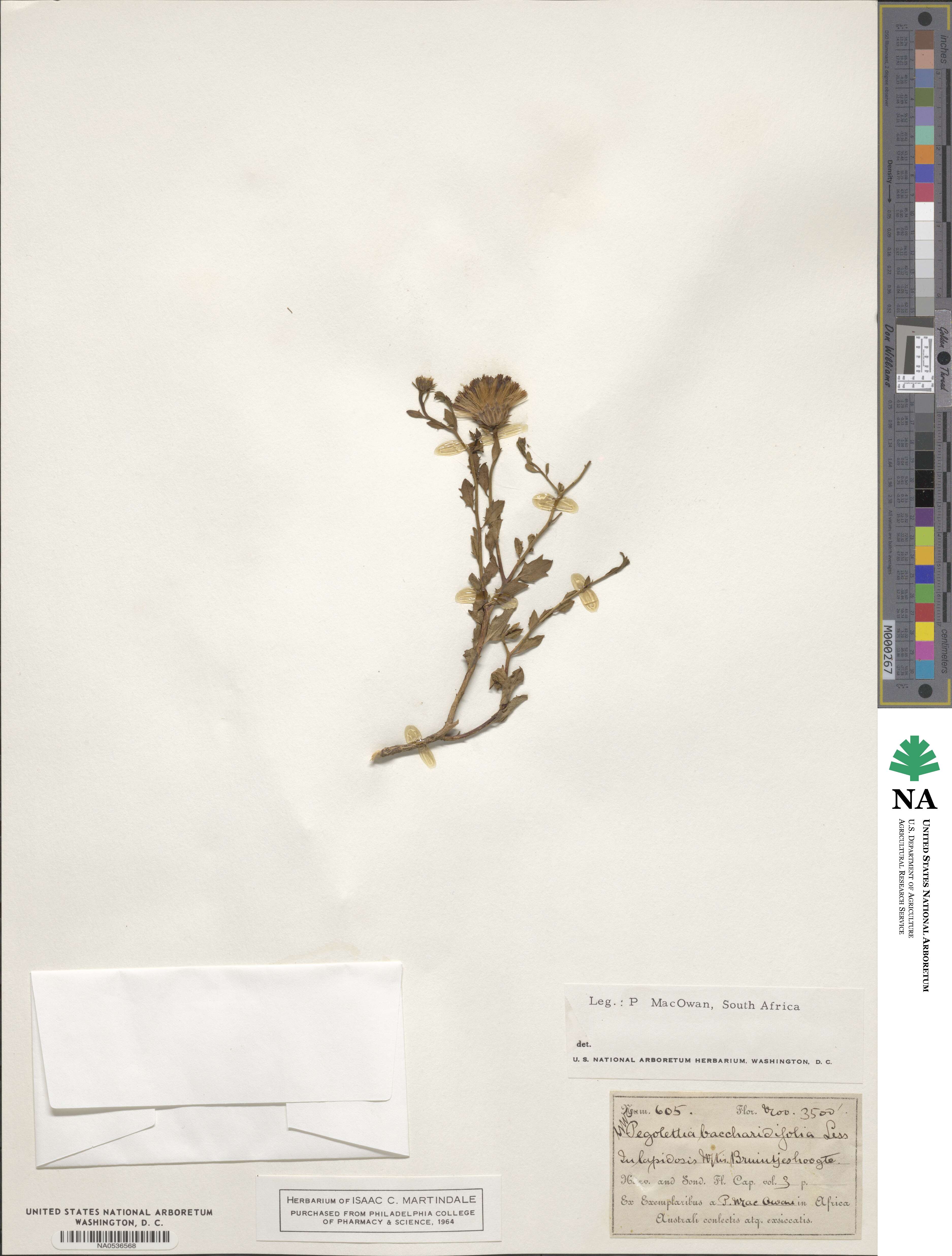 Pegolettia baccharidifolia image