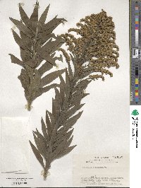 Solidago altissima image