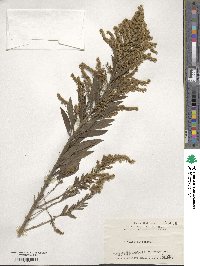 Solidago altissima image