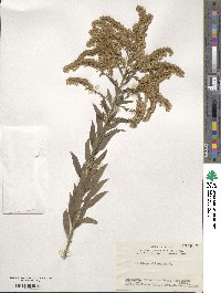 Solidago altissima image