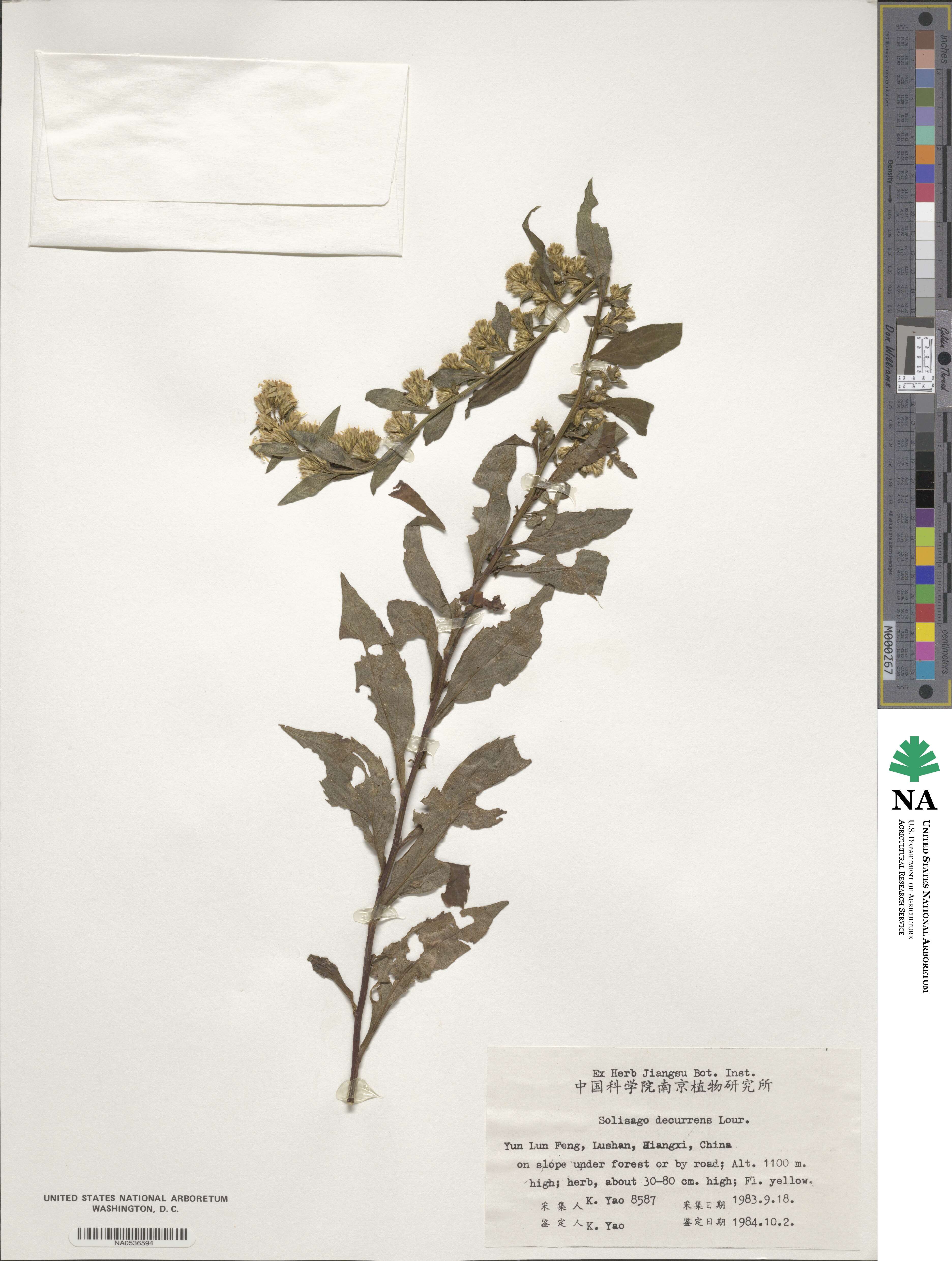 Solidago decurrens image