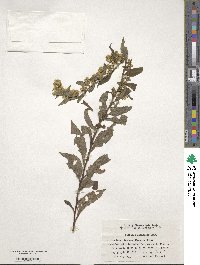 Solidago decurrens image