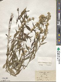 Solidago virgaurea subsp. asiatica image