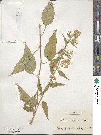 Solidago virgaurea image