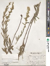 Solidago virgaurea image