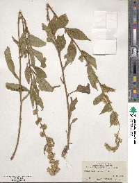 Solidago virgaurea image