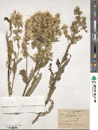 Solidago virgaurea image