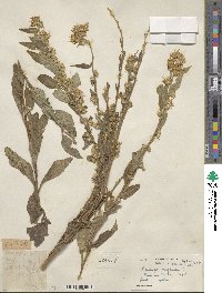 Solidago virgaurea image