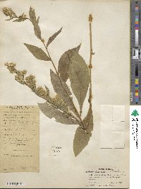 Solidago virgaurea image