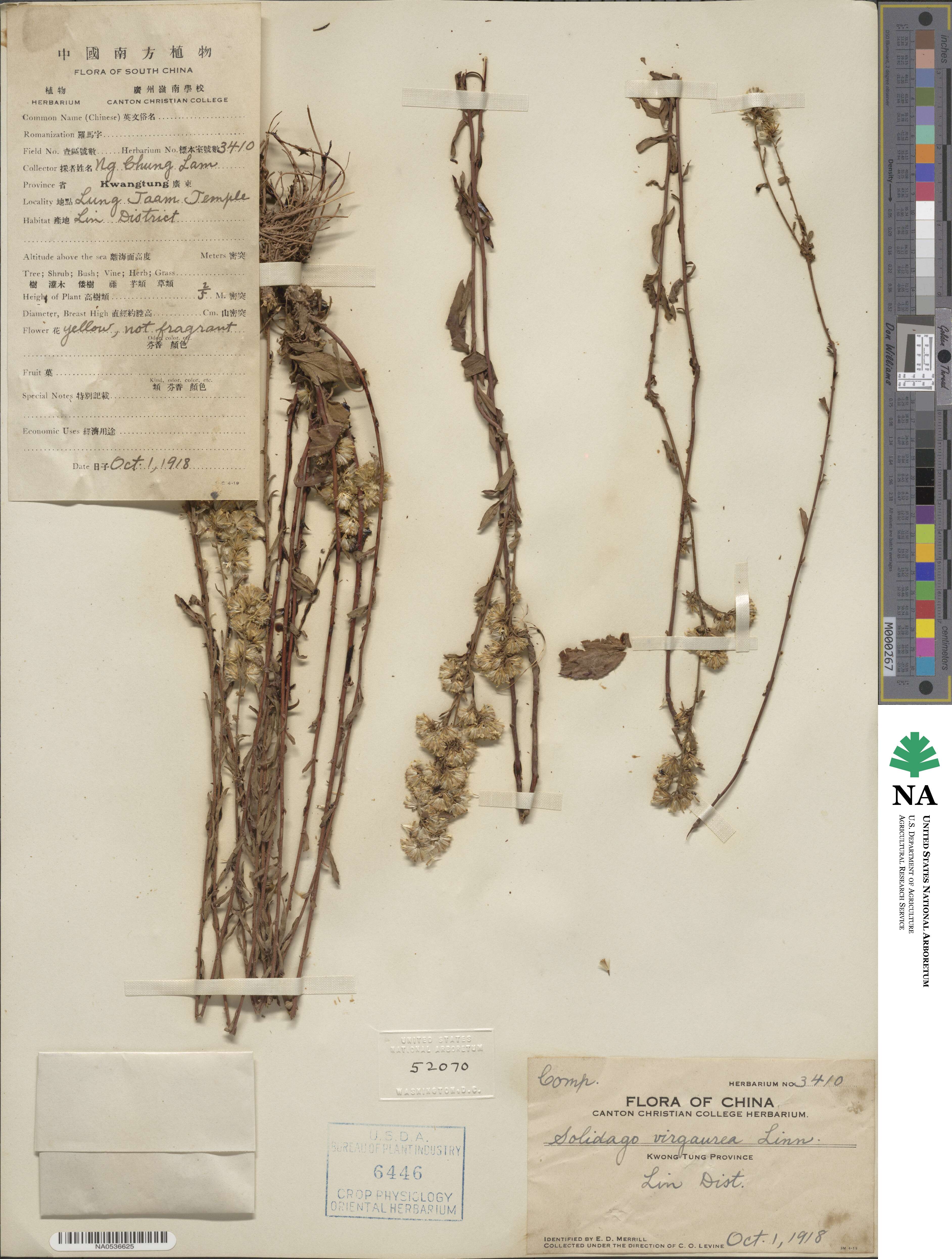 Solidago virgaurea image