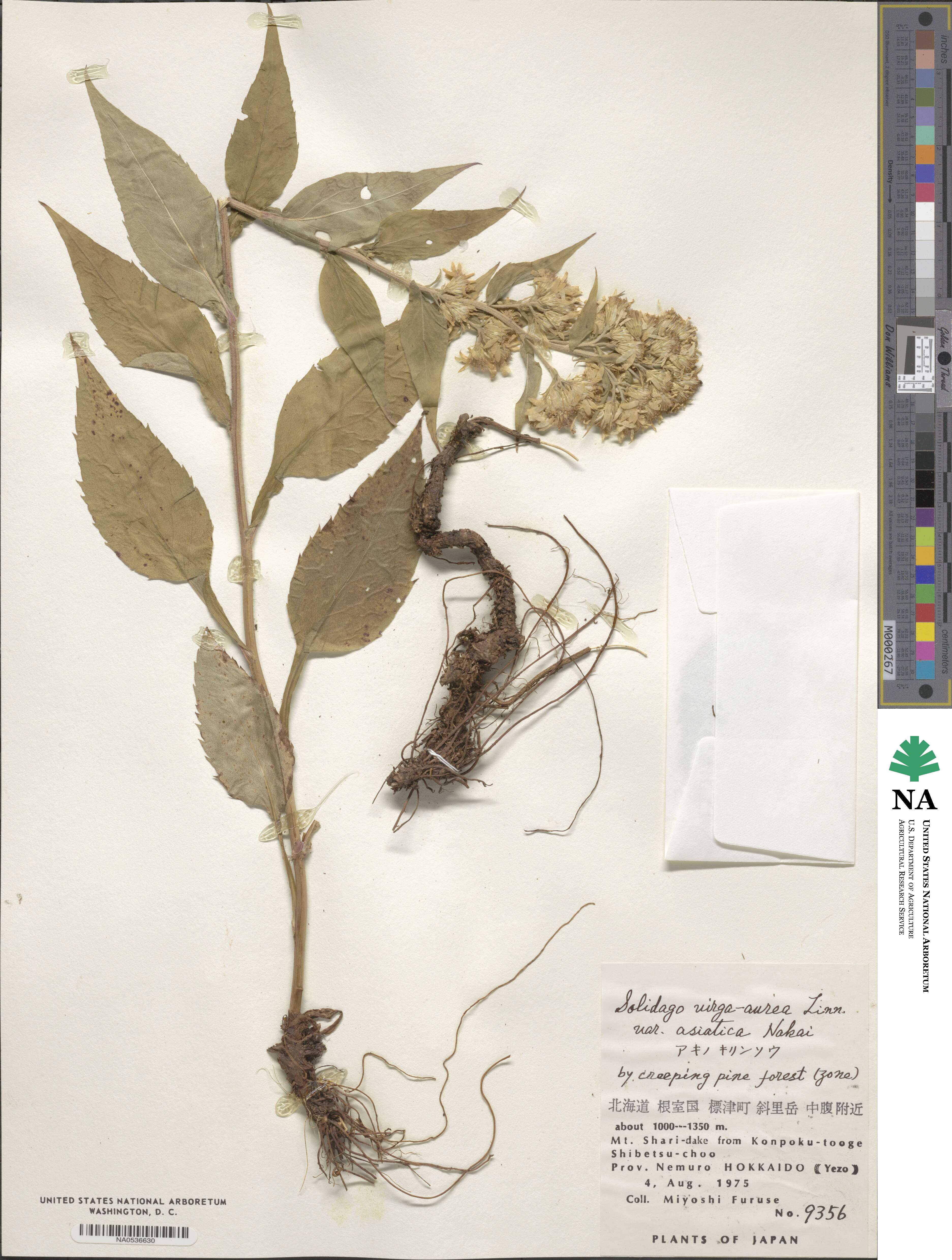 Solidago virgaurea subsp. asiatica image