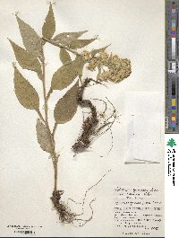 Solidago virgaurea subsp. asiatica image