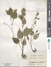 Solidago virgaurea image