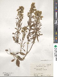 Solidago virgaurea image