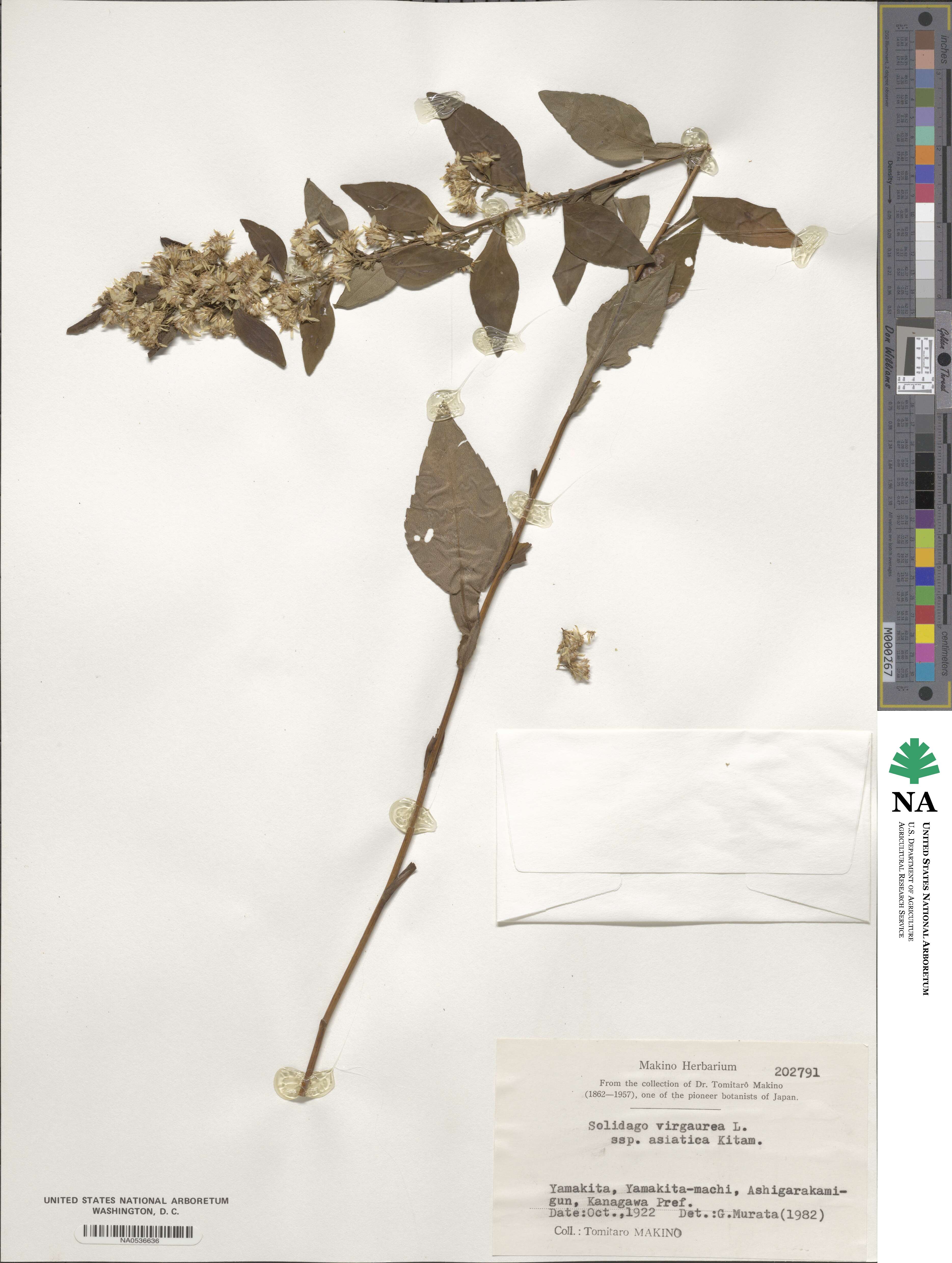 Solidago virgaurea subsp. asiatica image
