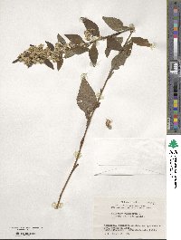 Solidago virgaurea image