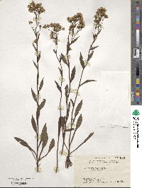 Solidago virgaurea image