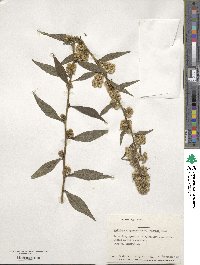 Solidago virgaurea subsp. asiatica image