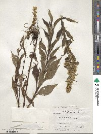 Solidago virgaurea image