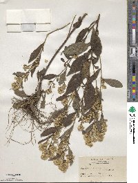 Solidago virgaurea subsp. asiatica image