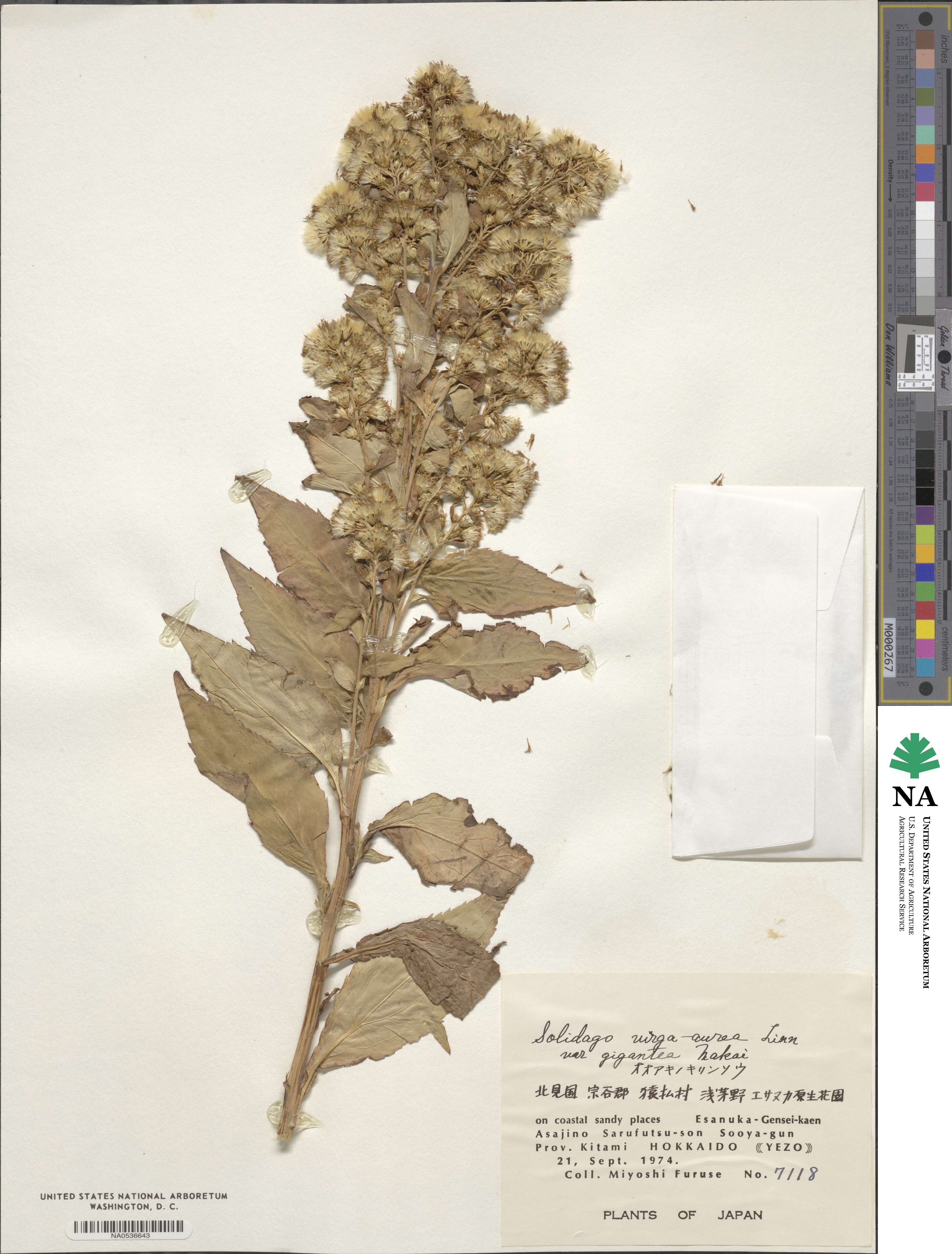 Solidago virgaurea subsp. gigantea image