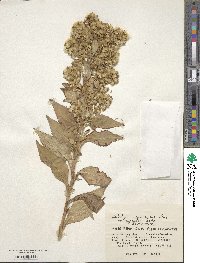 Solidago virgaurea image