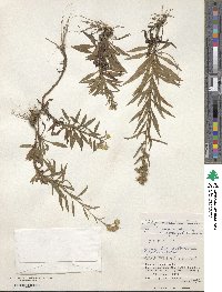 Solidago yokusaiana image