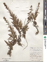 Solidago yokusaiana image