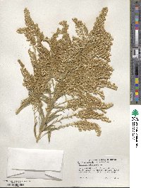 Solidago altissima image