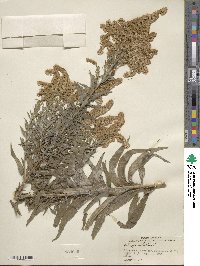 Solidago altissima image