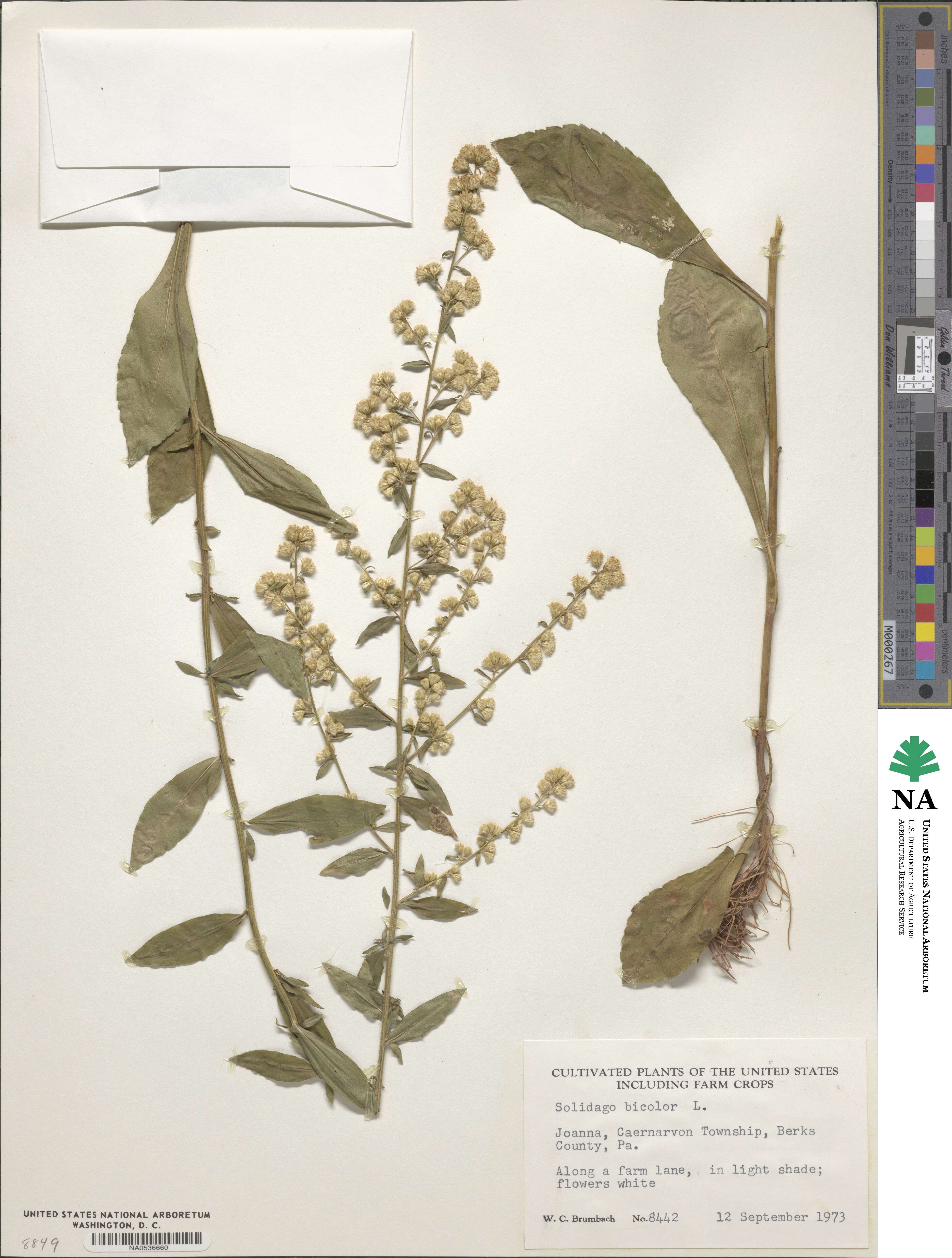 Solidago bicolor image