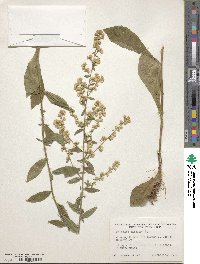 Solidago bicolor image