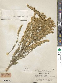 Solidago californica image