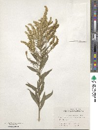 Solidago canadensis image