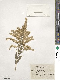 Solidago canadensis image