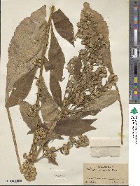 Solidago glomerata image