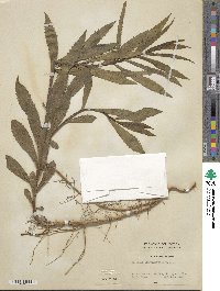 Solidago leavenworthii image