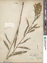 Solidago missouriensis image