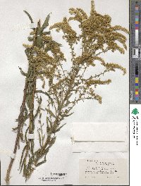 Solidago odora image