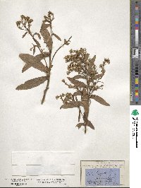 Solidago sempervirens image