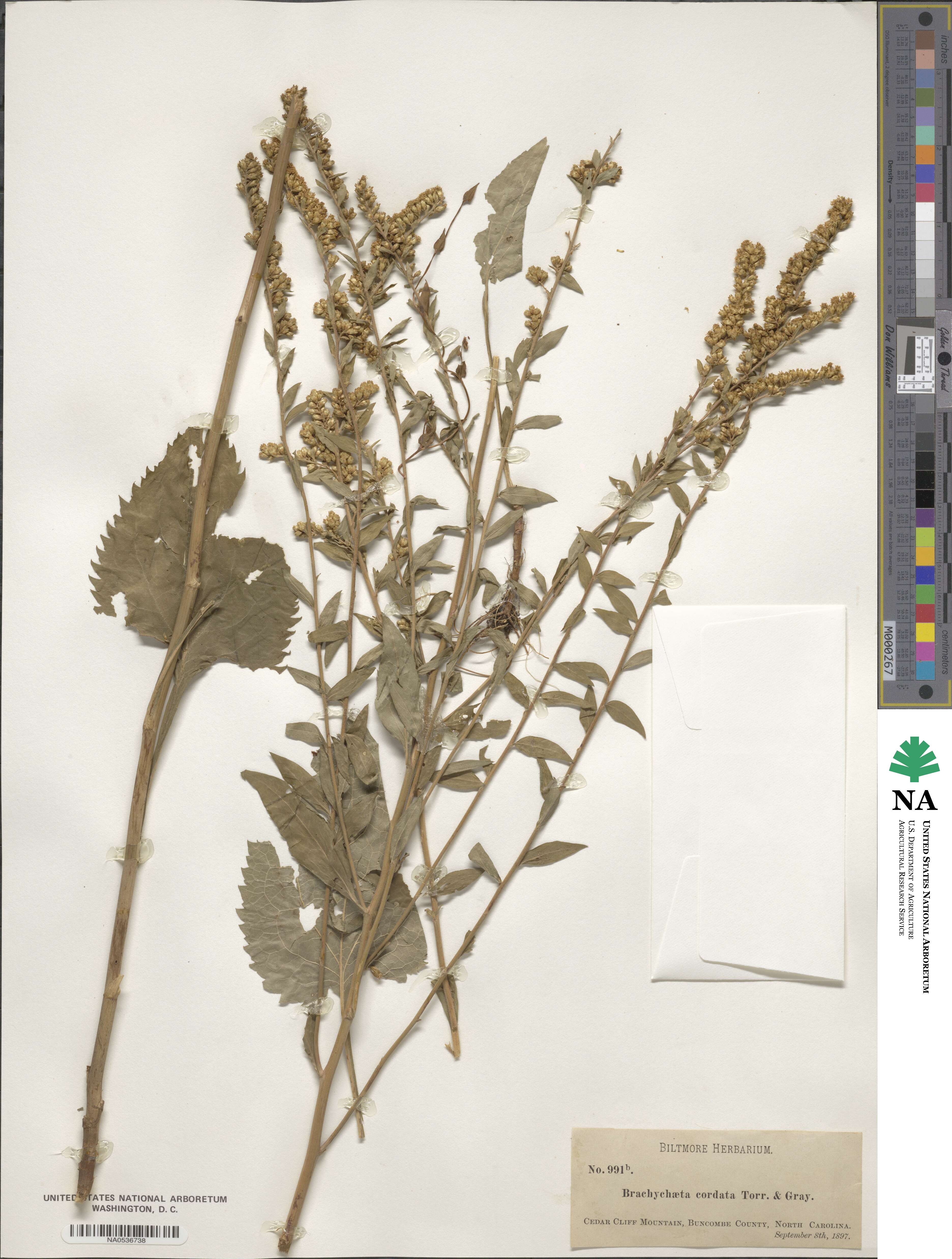 Solidago sphacelata image